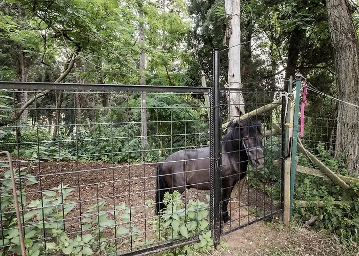 Accademia Al Colle * Μπολόνια